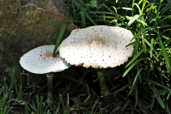 Картинка природа грибы гриб зонтик
