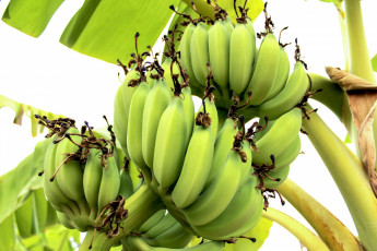 обоя природа, плоды, бананы