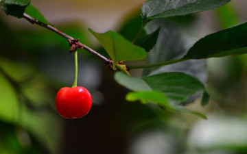 Картинка природа ягоды вишня