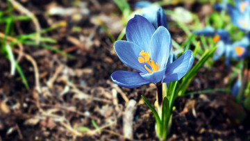 Картинка цветы крокусы весна крокус синий