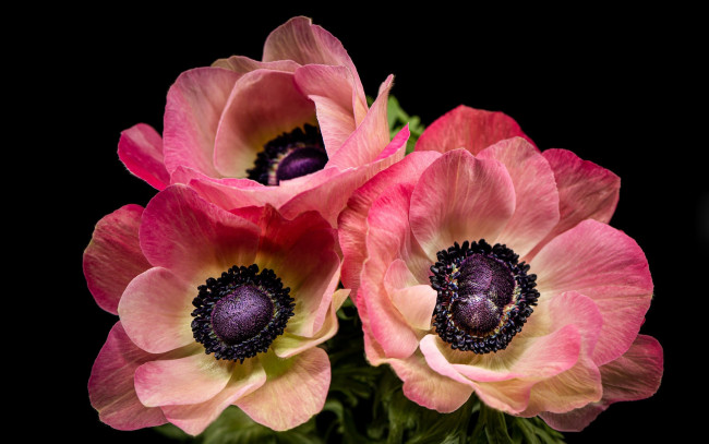 Обои картинки фото цветы, анемоны,  сон-трава, черный, фон, розовые, макро, трио