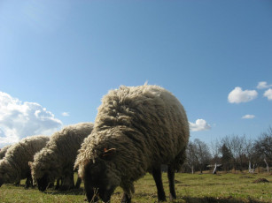Картинка животное баран животные овцы бараны