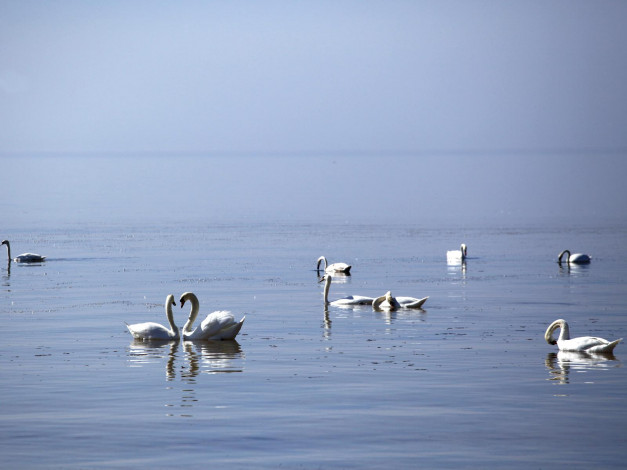 Обои картинки фото рижский, залив, животные, лебеди