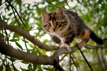 Картинка животные коты ветка котёнок дерево