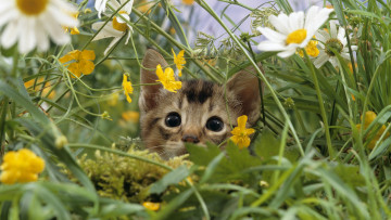 Картинка животные коты котёнок трава мордочка цветы ромашки