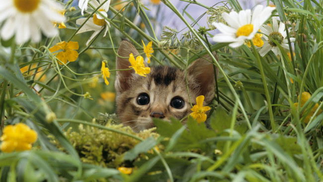 Обои картинки фото животные, коты, котёнок, трава, мордочка, цветы, ромашки