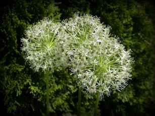 Картинка цветы аллиум декоративный лук