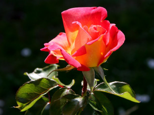 Картинка цветы розы роза листья алая