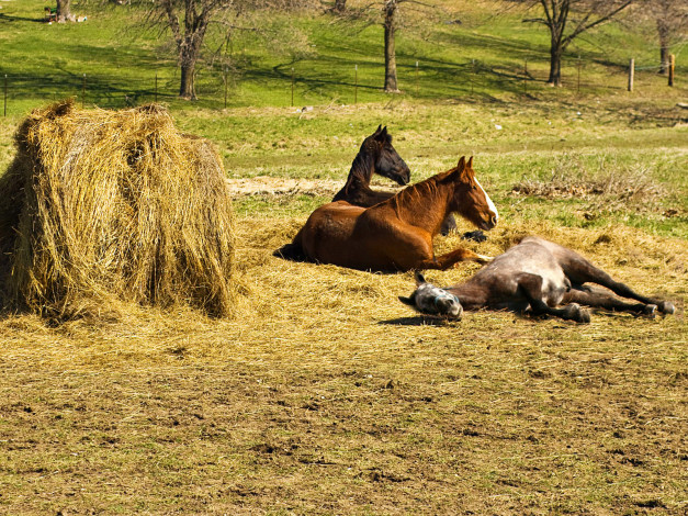Обои картинки фото животные, лошади, сено