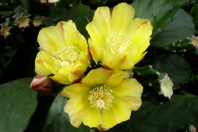 Обои картинки фото цветы, кактусы, желтые