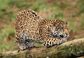 Картинка животные Ягуары пятна