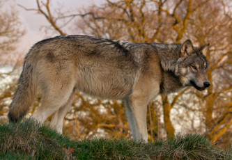 Картинка животные волки хищник