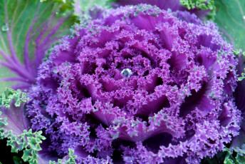 Картинка цветы декоративная капуста фиолетовый кудрявый капля
