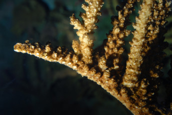 Картинка животные морская фауна коралл