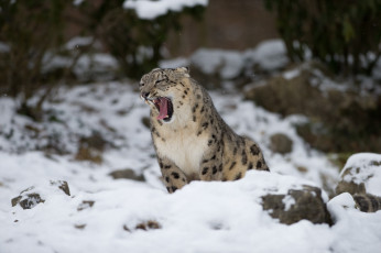 Картинка животные снежный барс ирбис зевает