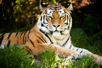 Картинка животные тигры красава