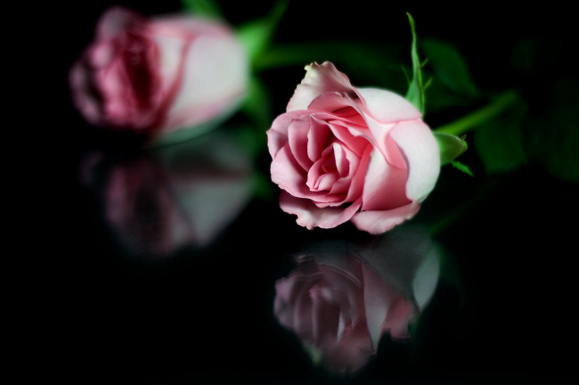 Обои картинки фото цветы, розы, темный, фон, розовые