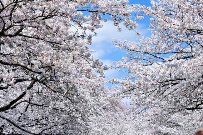 Обои картинки фото цветы, сакура, вишня, весна, цветение