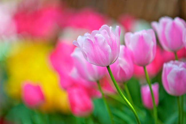 Обои картинки фото цветы, тюльпаны, розовый