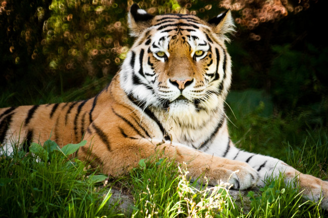 Обои картинки фото животные, тигры, красава