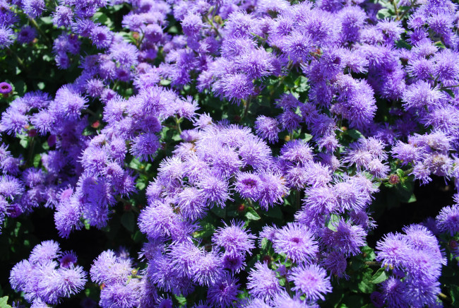 Обои картинки фото цветы, агератум, пушистый, фиолетовый