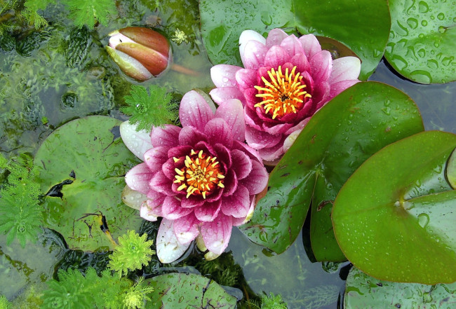 Обои картинки фото цветы, лилии, водяные, нимфеи, кувшинки, вода