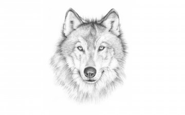 обоя рисованное, животные,  волки, светлый, фон, морда, волк, wolf