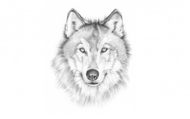 Обои картинки фото рисованное, животные,  волки, светлый, фон, морда, волк, wolf