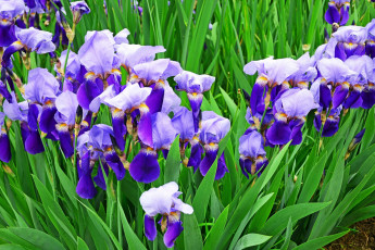 Картинка цветы ирисы фиолетовый цвет