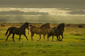 Картинка животные лошади хвост грива лошадь окрас
