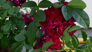 Картинка цветы розы бордовый цвет