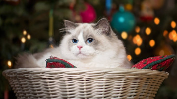 Картинка животные коты фонарики корзина