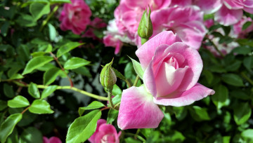Картинка цветы розы бутон розовый лепестки