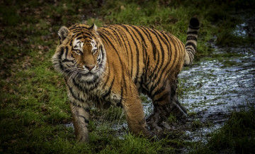 Картинка животные тигры трава вода