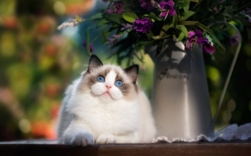 Картинка животные коты цветты