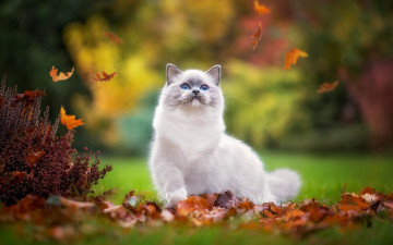 Картинка животные коты трава листья