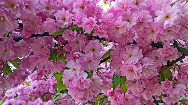 Обои картинки фото цветы, сакура,  вишня, листья, ветки, розовый, цвет