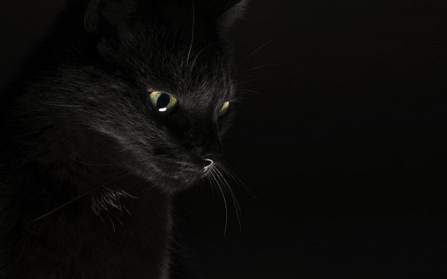 Обои картинки фото животные, коты, черный, фон