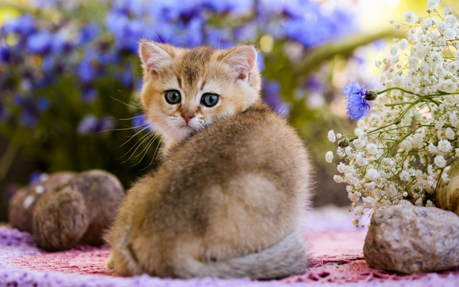 Обои картинки фото животные, коты, камни, цветы
