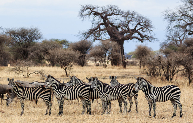 Обои картинки фото животные, зебры, животное, белая, черная, зебра, полосы