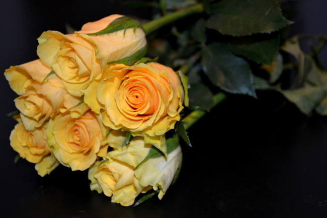 Обои картинки фото цветы, розы, бутоны, персиковый