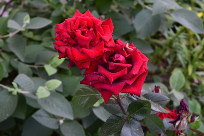 Обои картинки фото цветы, розы, красный, цвет