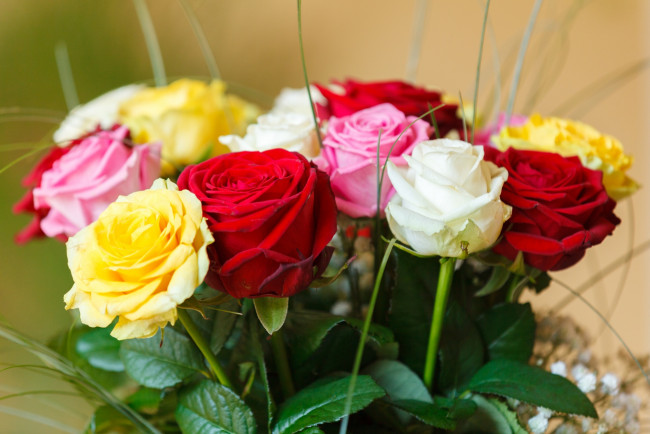 Обои картинки фото цветы, розы, разноцветные, букет, бутоны