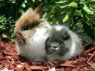 обоя кролики, животные, зайцы