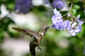 Картинка животные колибри цветы крылья полет