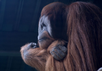 Картинка животные обезьяны орангутанг мыслитель