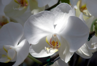 Картинка цветы орхидеи лепестки белый