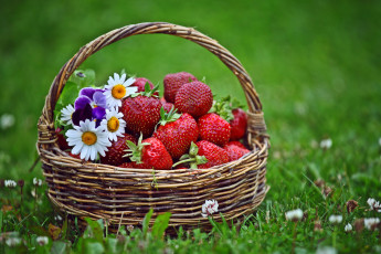 Картинка еда клубника земляника ягоды корзина цветы ромашки клевер трава лужайка