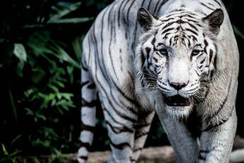Картинка животные тигры хищник белый полосы