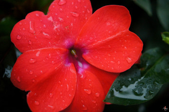 Картинка цветы бальзамины красный капли